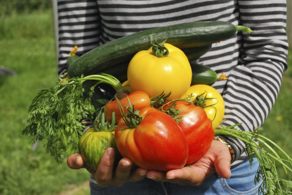 Free person holding different vegetables image, public domain CC0 photo.